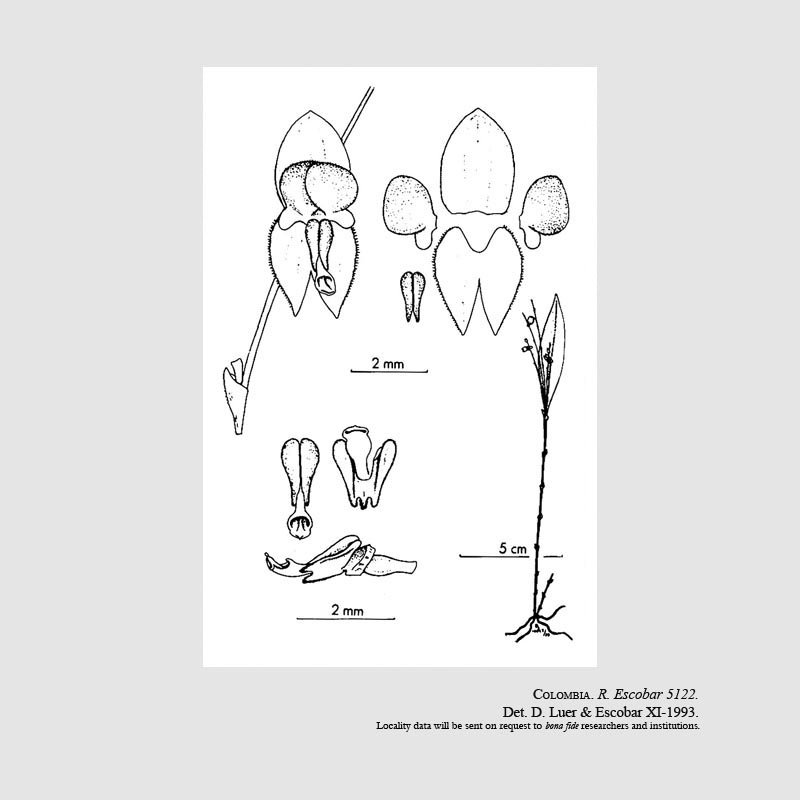 Lepanthes biglomeris
